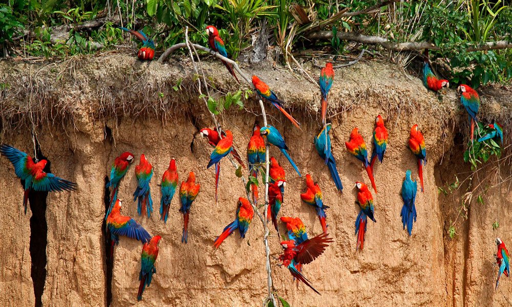 Collpa de Guacamayos tambopata