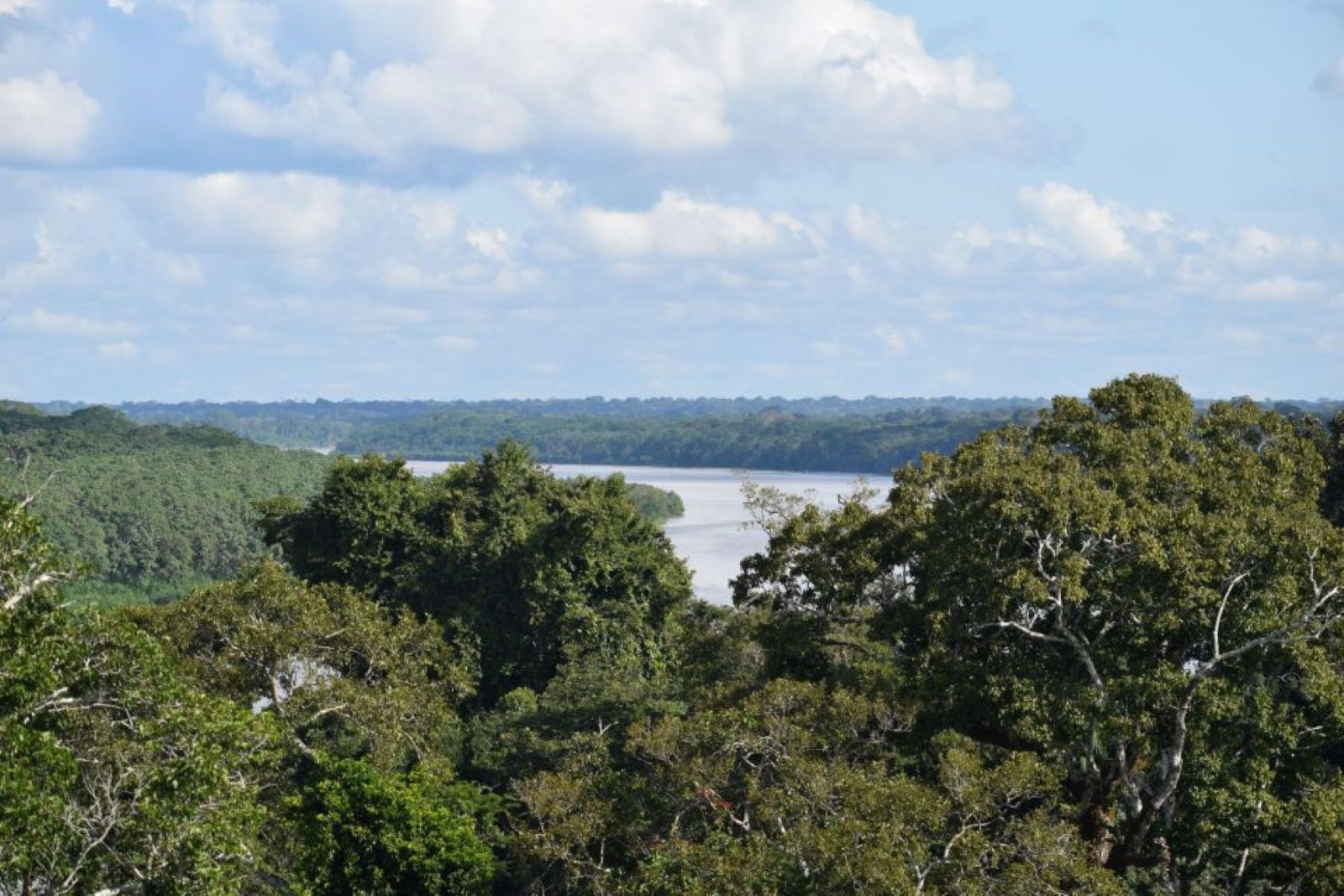isla de los monos + copa de los arboles