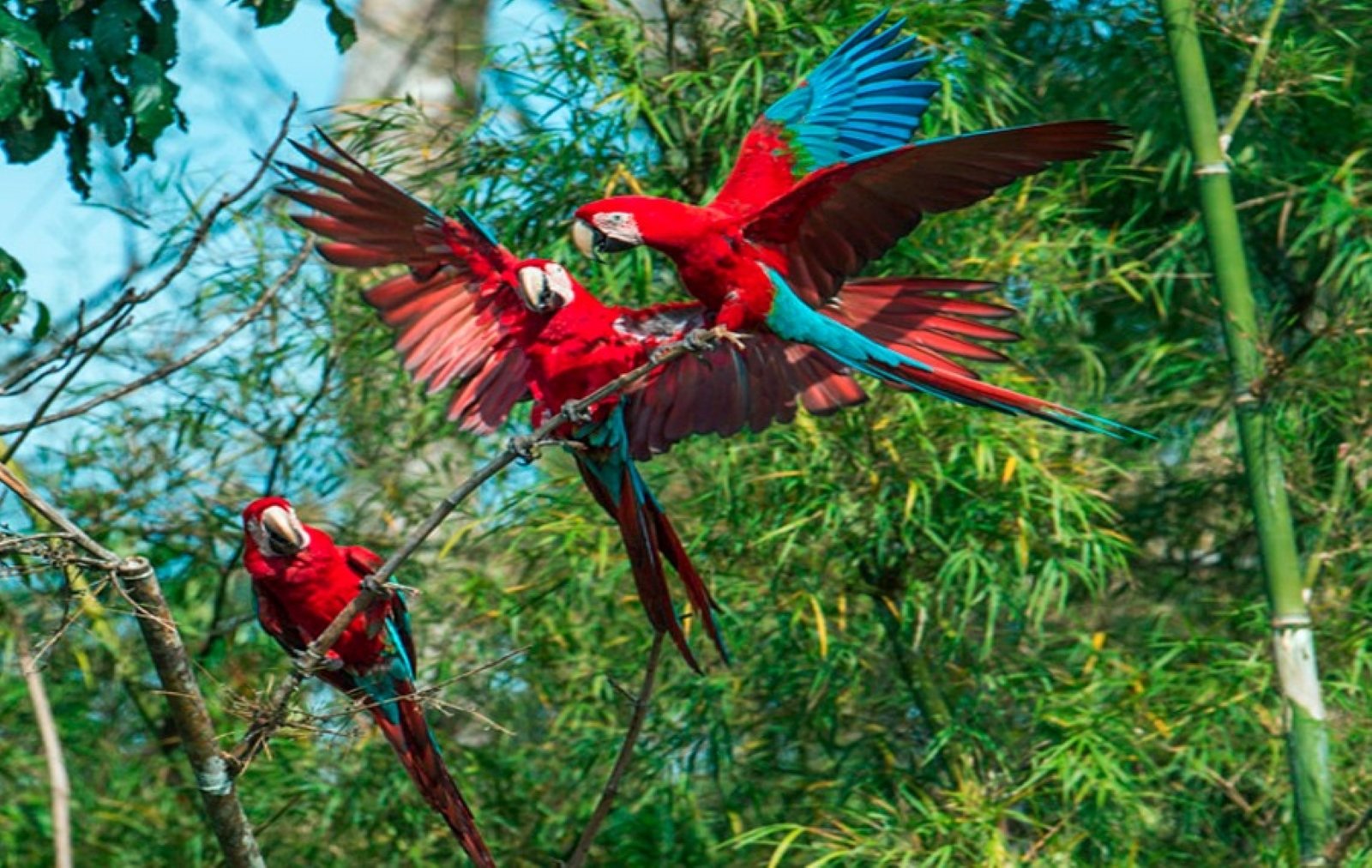Tour Collpa de Guacamayo 2 Días