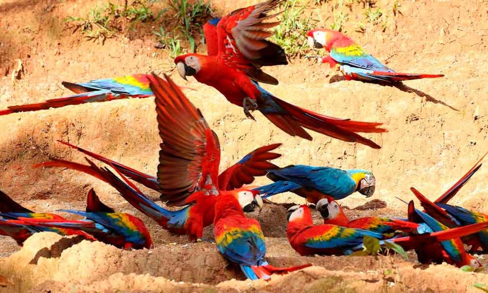 Tour Tambopata 4D/3N – Lago Sandoval