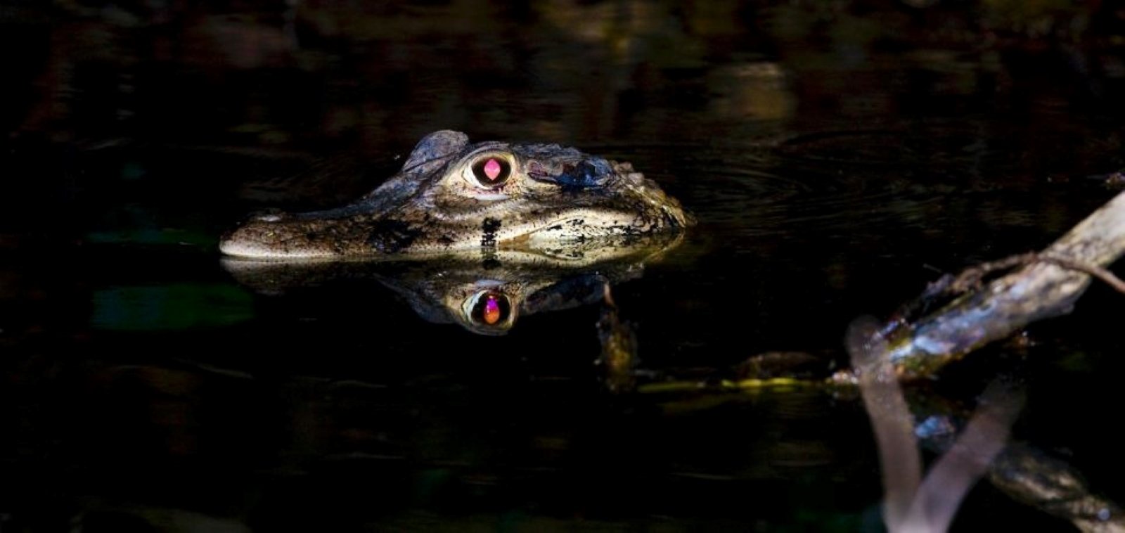 Excursión Nocturna | Búsqueda de Caimanes y Capibaras 