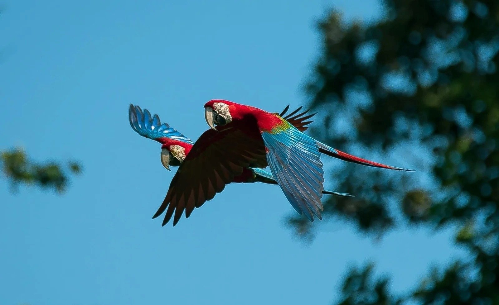 Tour Collpa de Guacamayo 2 Días