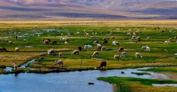 Explora el Cañón del Colca | Tour 2D/1N con Noche en Chivay