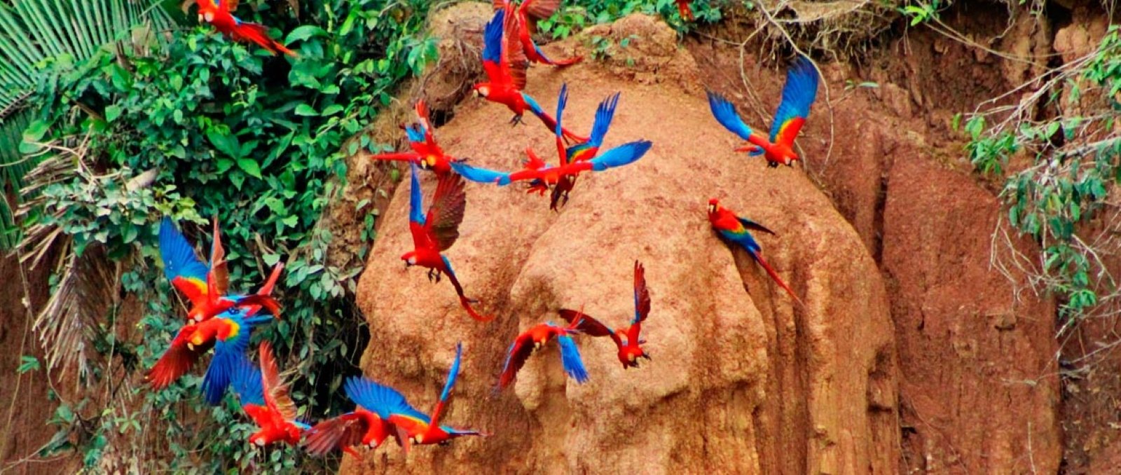 Tour Collpa de Guacamayo 2 Días