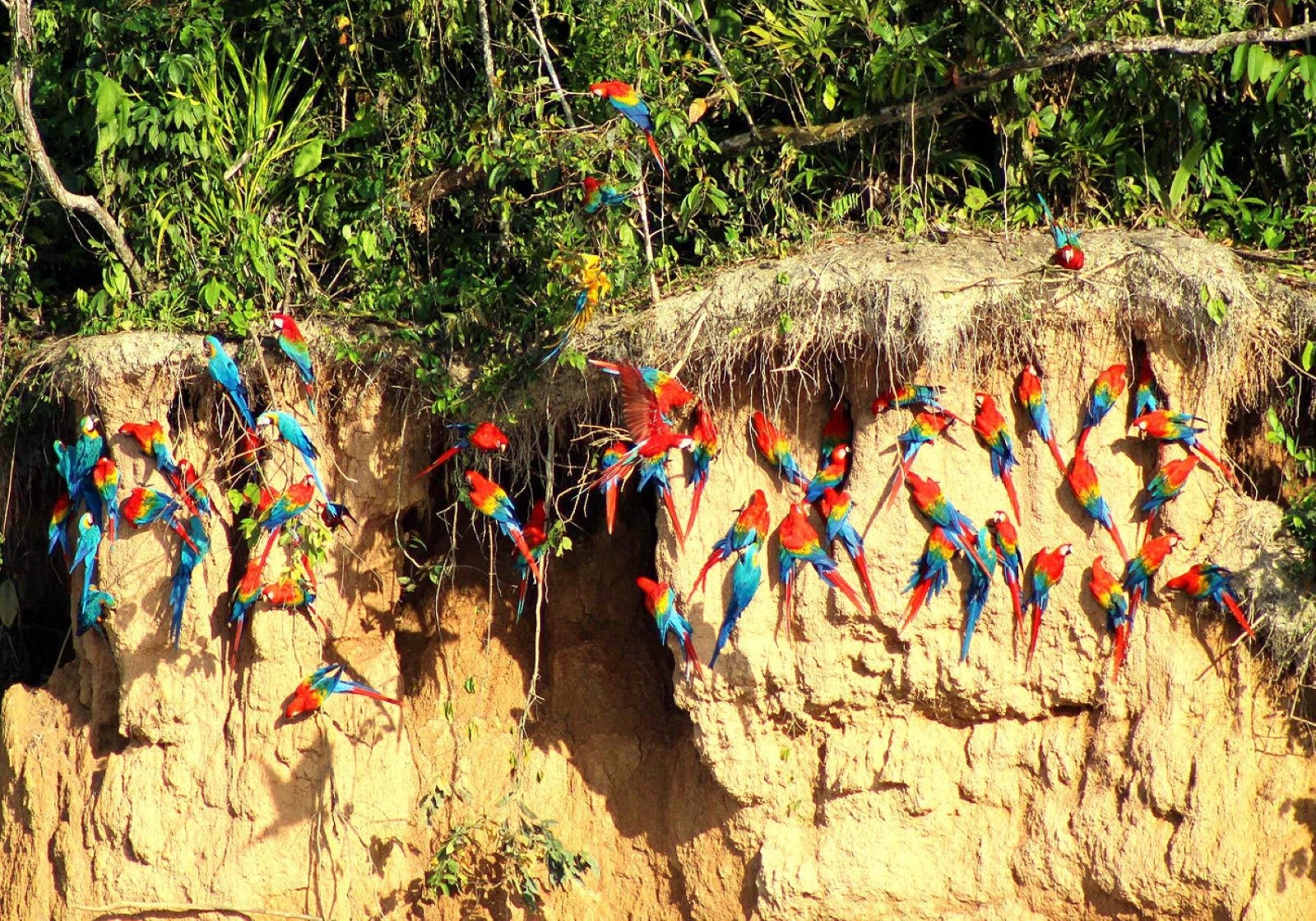 Tour Collpa de Guacamayo 2 Días