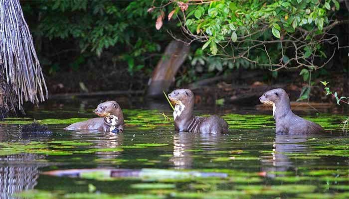 Tour Tambopata 4D/3N – Lago Sandoval