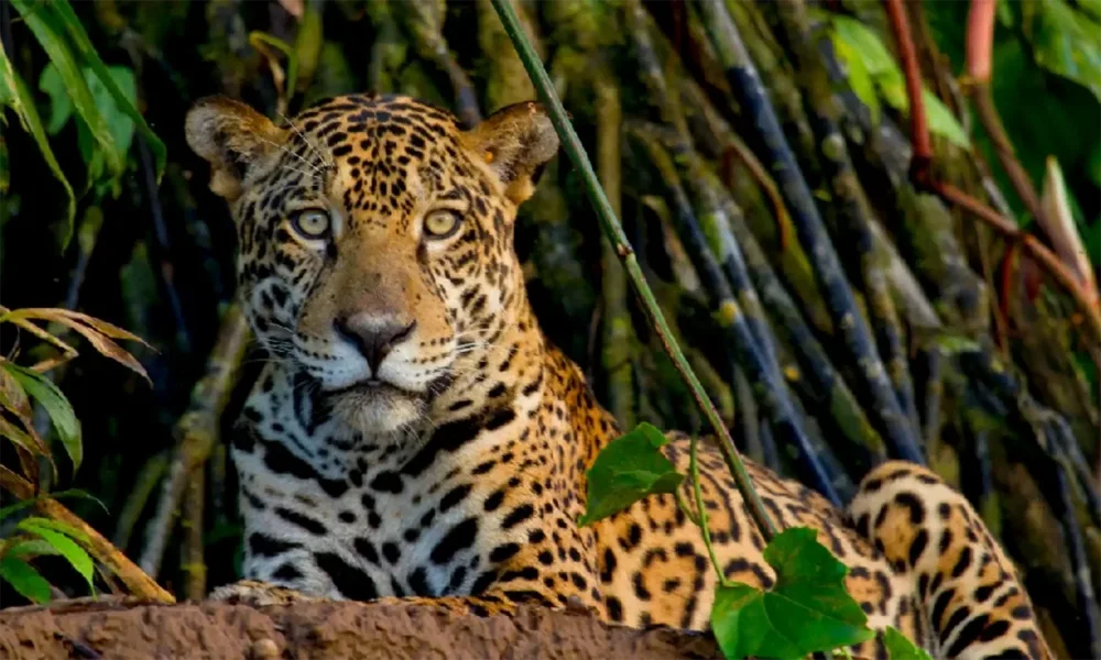 Tour Tambopata Natural 2D/1N | Campamento en la Selva de Pariamanu