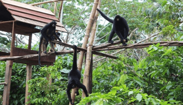 Visita al Zoológico Amazónico y Pesca de pirañas - Full Day