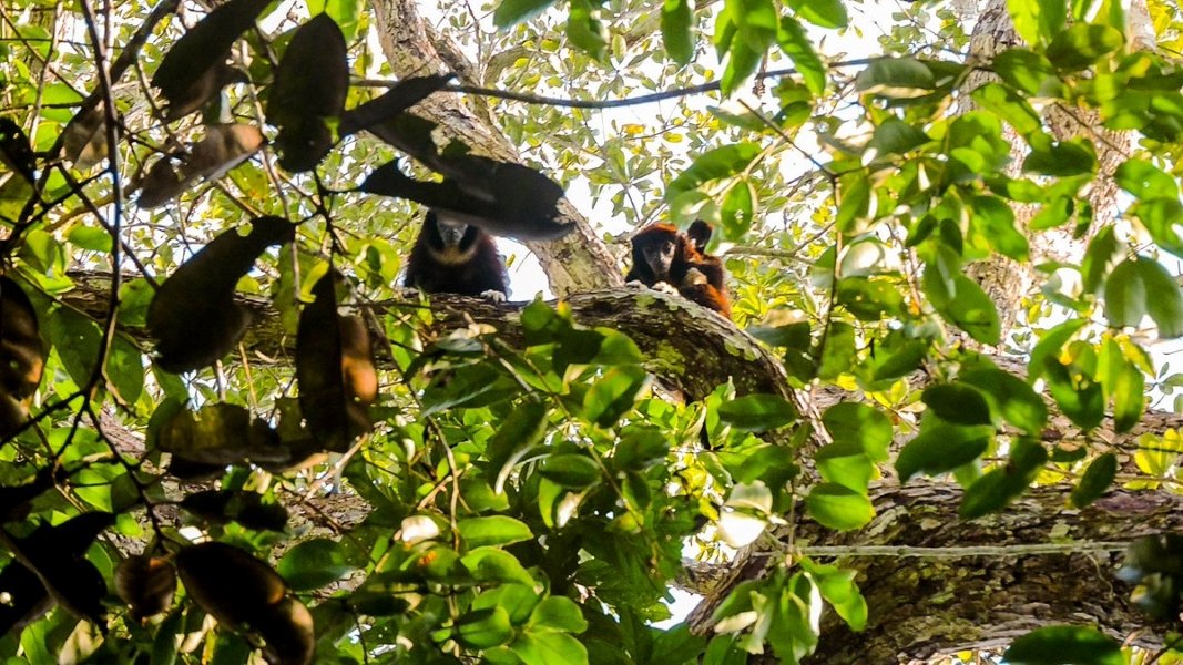 Reserva Nacinal de Allpahuayo Mishana