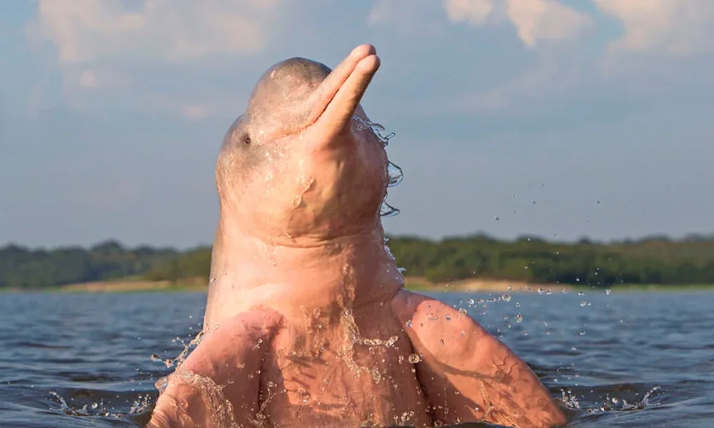 Tour Reserva Tamshiyacu Tahuayo y delfines 2 Días | Aventura en la Selva Amazónica