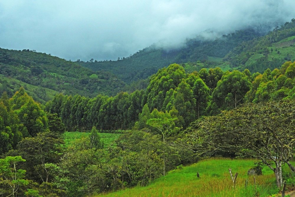 parque nacional de yanachaga-chemillen