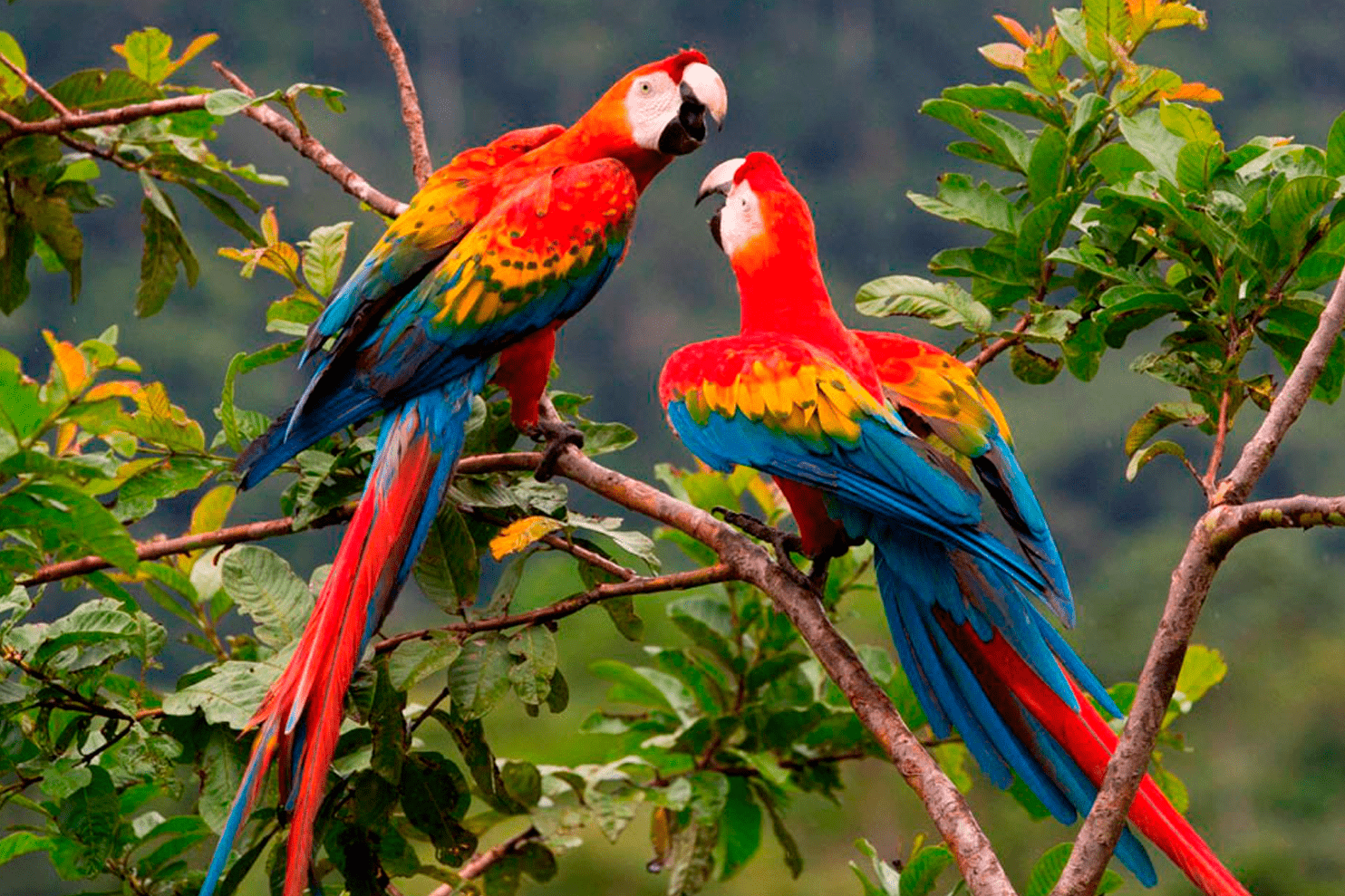 parque nacional del manu