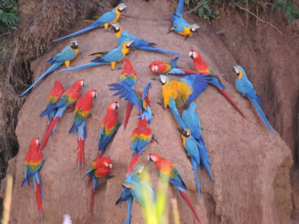 RERSERVA NACIONAL DE TAMBOPATA