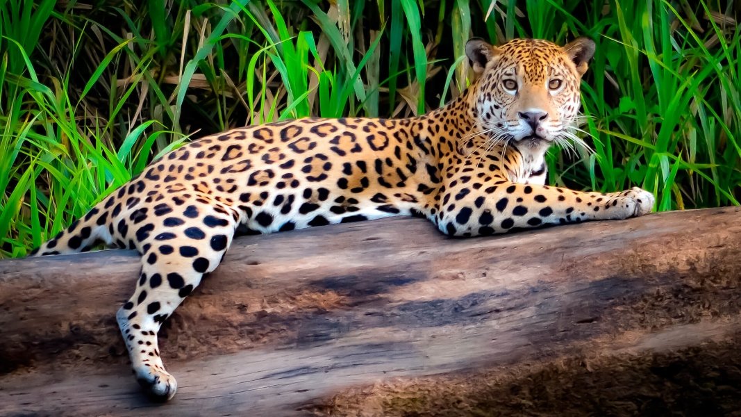 RESERVA NACIONAL DE TAMBOPATA