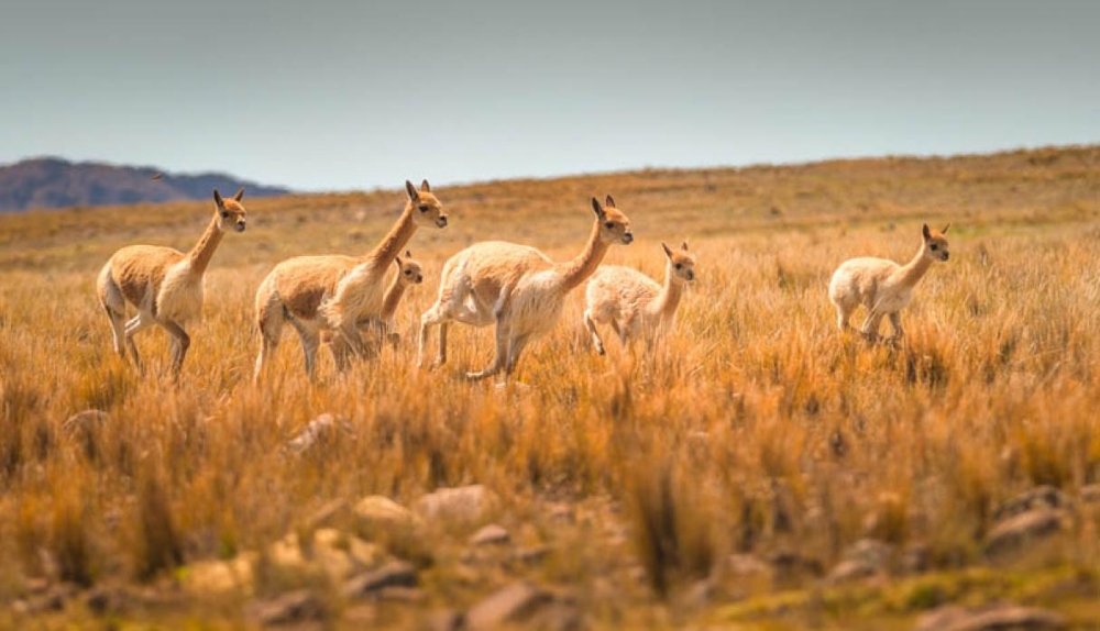 reserva nacional pampa galeras