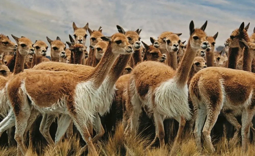 reserva nacional pampa galeras