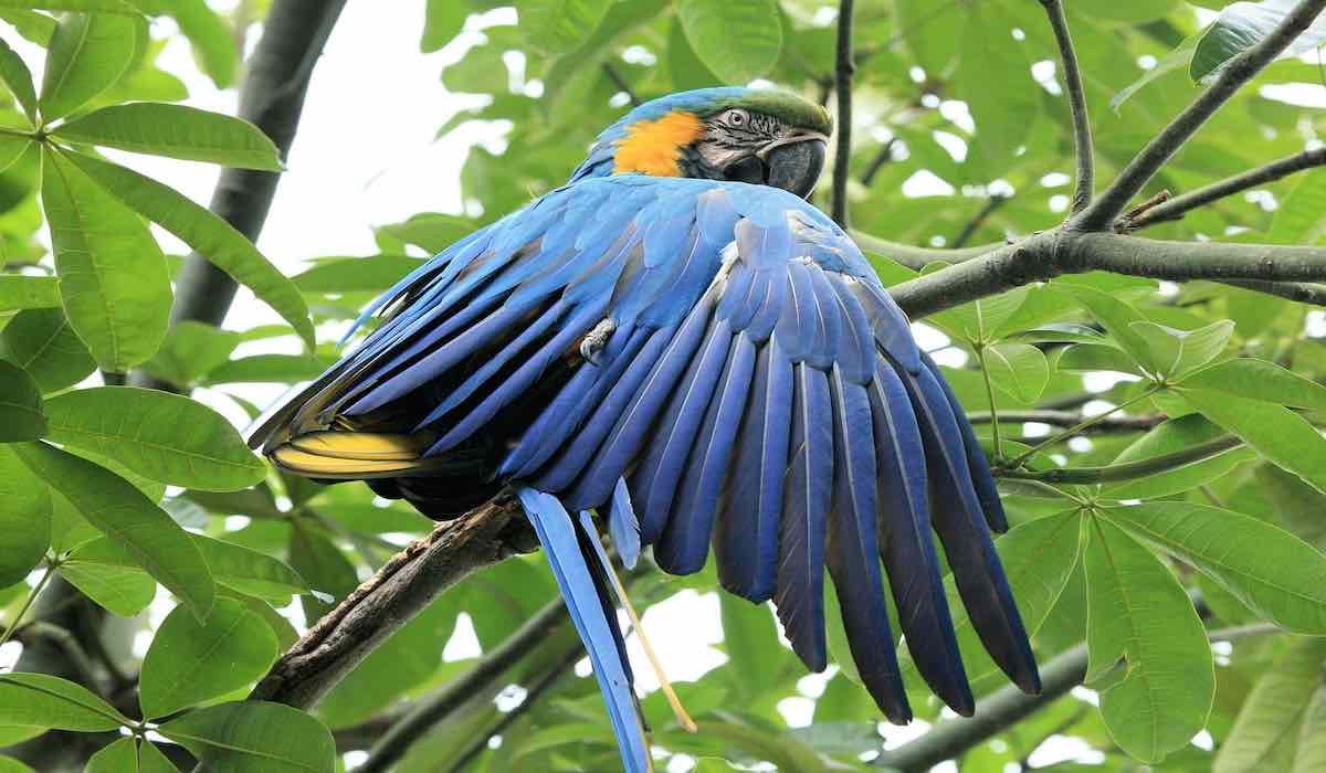 reserva nacional de tambopata