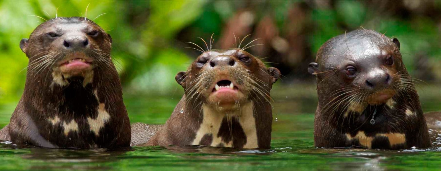 The great Tambopata National Reserve | Madre de Dios