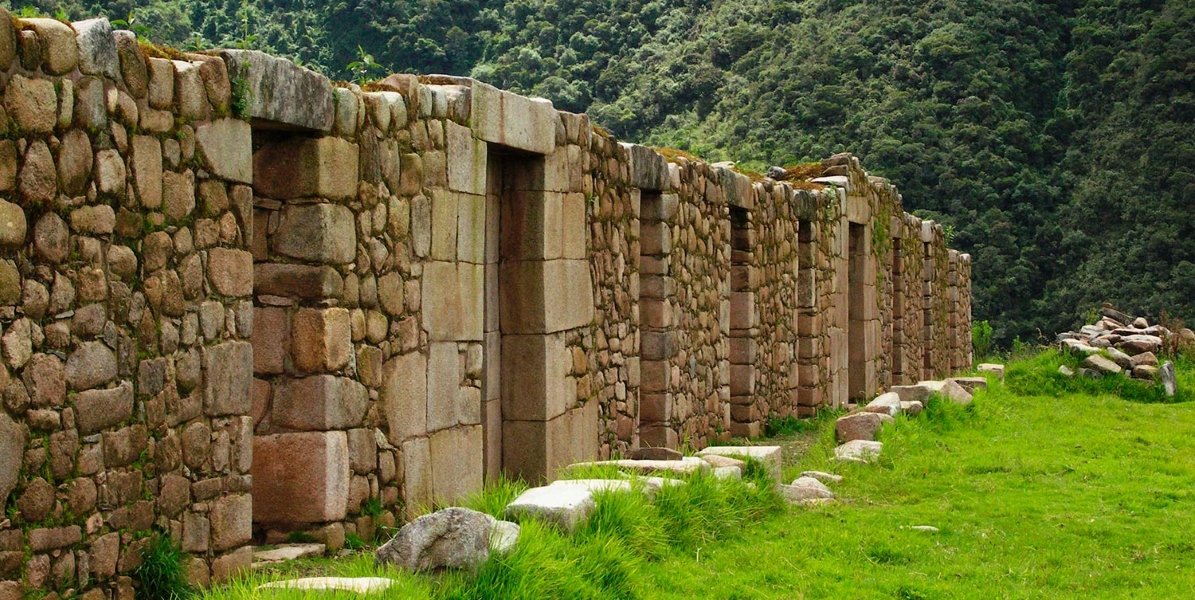 rosaspata