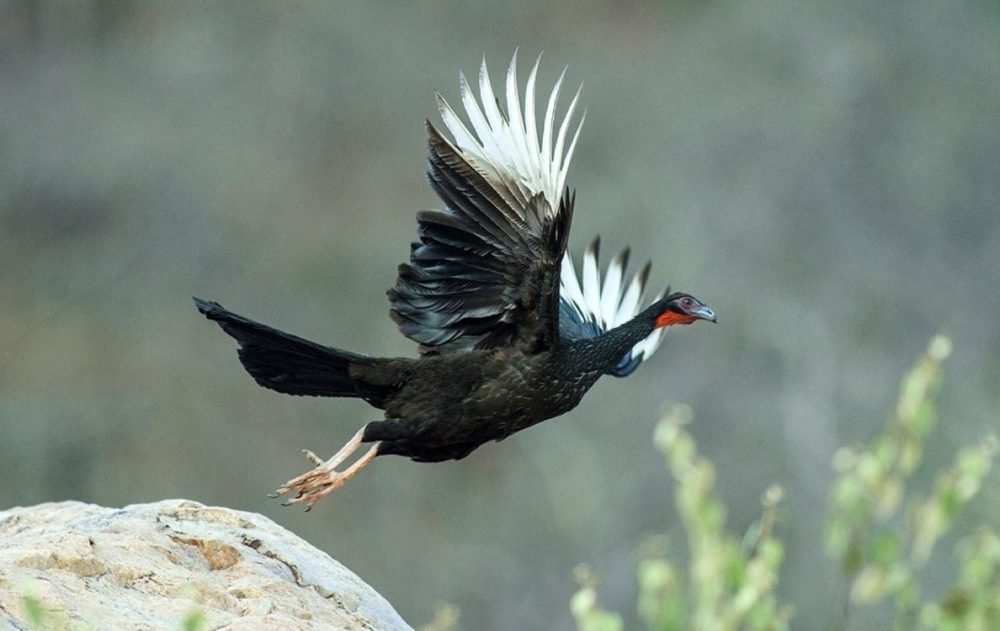 AEREA ECOLOGICA DE CHAPARRI