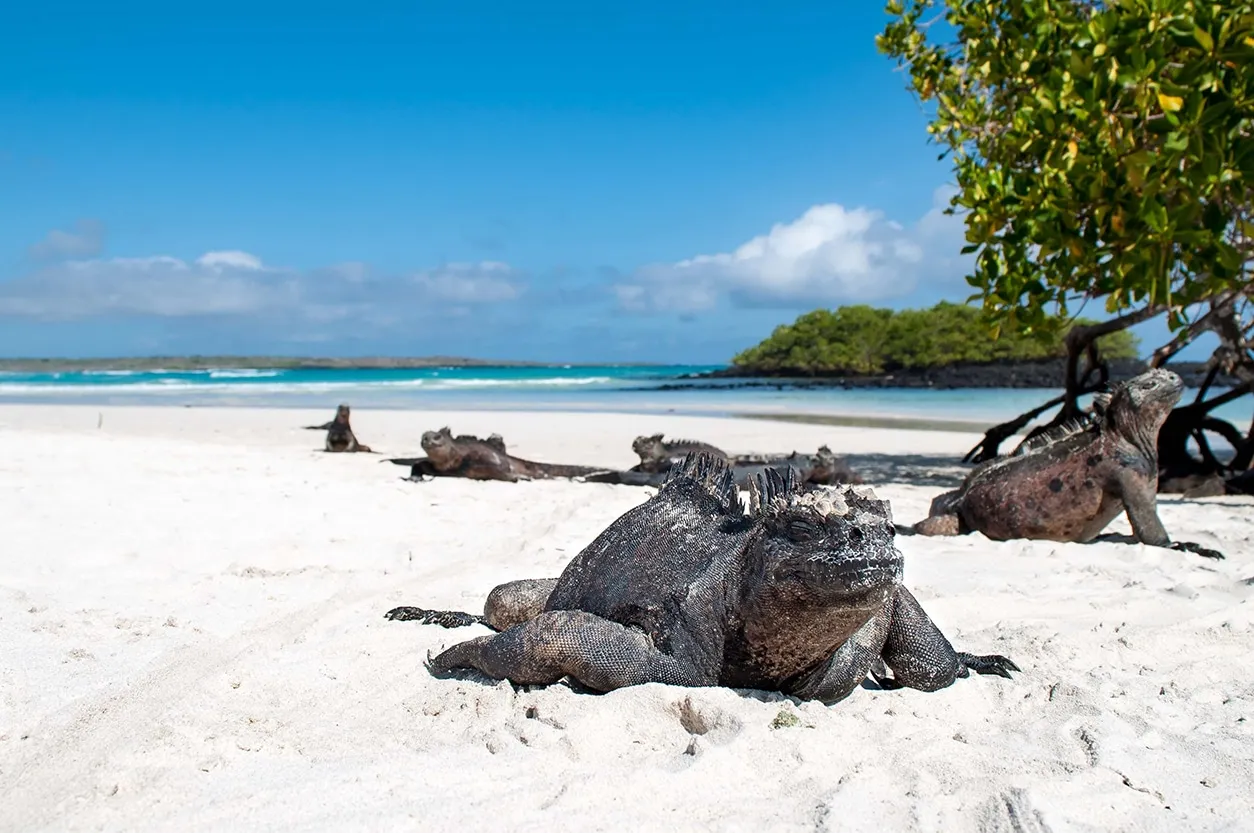 Bahía Tortuga