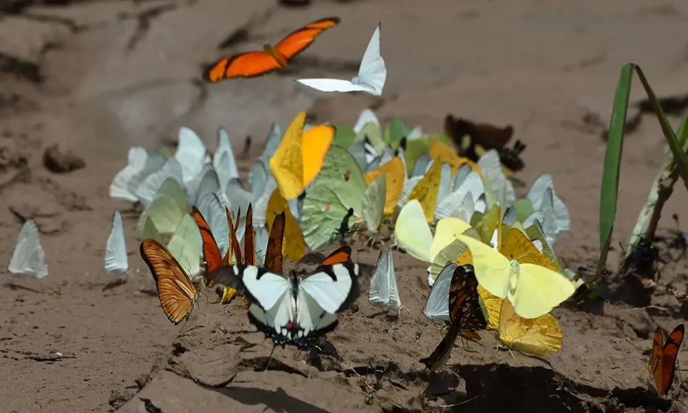 Guía Completa sobre el Mariposario Tambopata: Un Refugio de Biodiversidad en la Amazonía Peruana