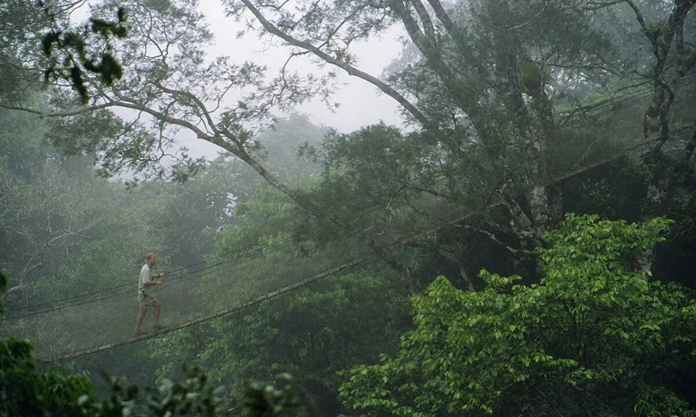 ¿Qué tan confiables son los tours de avistamiento de fauna (aves, monos, caimanes) en la Amazonía de Loreto?