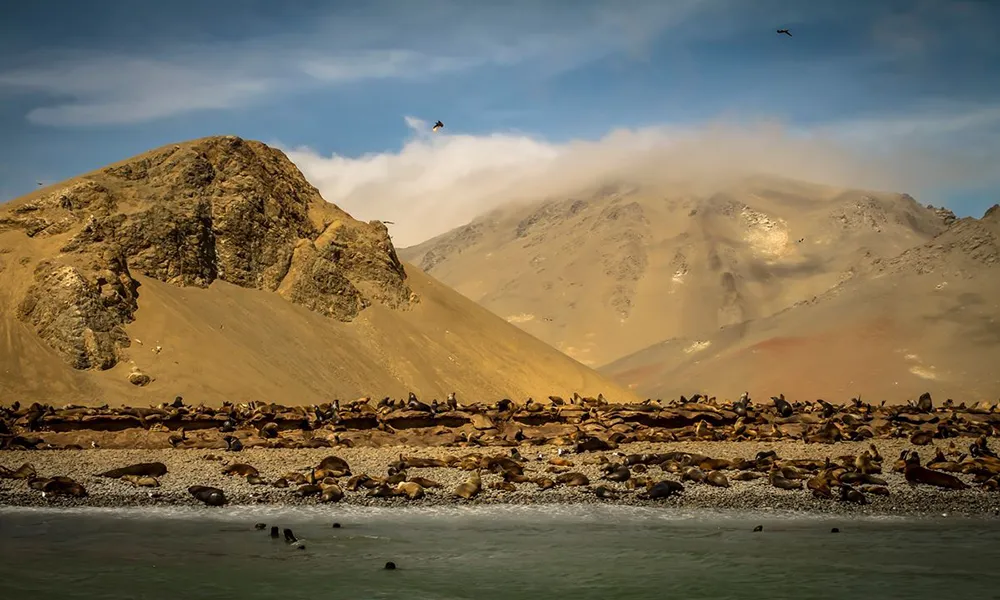 Tour Paracas e Islas Ballestas desde Lima: Una Aventura de 1 Día que No Te Puedes Perder