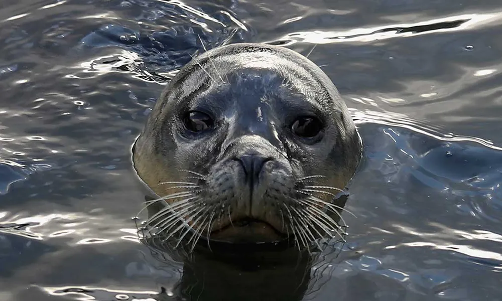 Excursiones desde Lima: Pachacámac e Islas Palomino (lobos marinos)