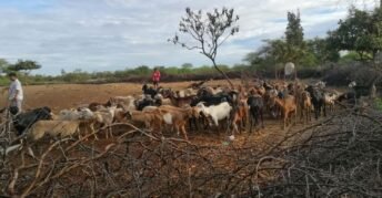 Bosque Seco de Ayabaca