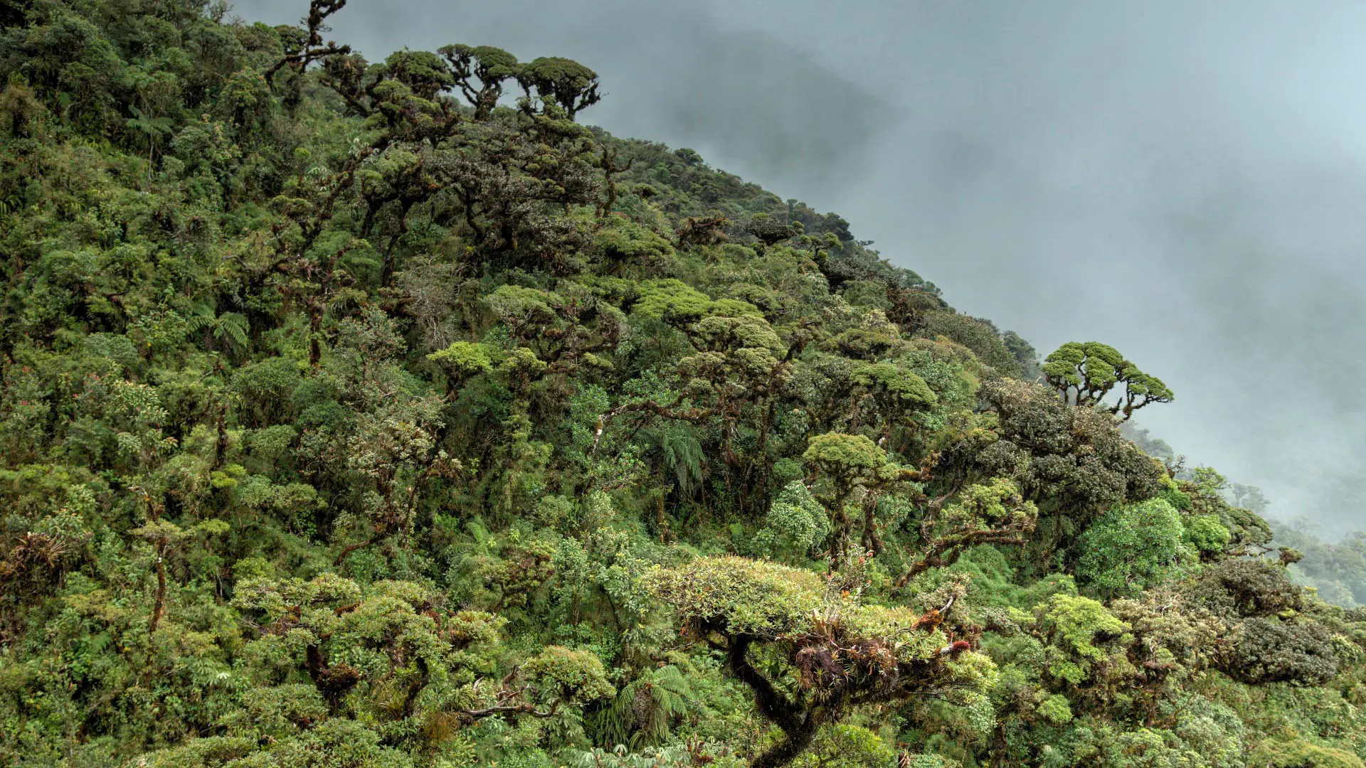 Bosque de Nubes