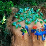 Collpa de Guacamayos Chuncho