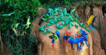 Collpa de Guacamayos Chuncho