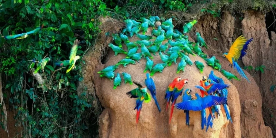 Collpa de Guacamayos Chuncho