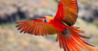 Collpa de Guacamayos Colorado