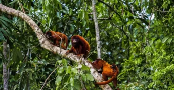 Centro de Rescate CREA