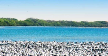 Manglares de San Pedro