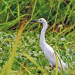 Observatorio de Aves Ribereñas: El Santuario Natural de la Amazonía Peruana