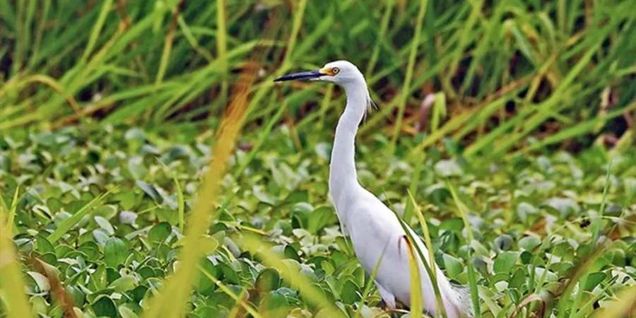 Observatorio de Aves Ribereñas: El Santuario Natural de la Amazonía Peruana