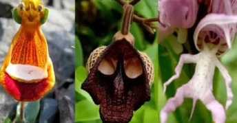 Orquidearios de Moyobamba (San Martín)