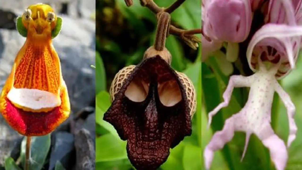 Orquidearios de Moyobamba (San Martín)