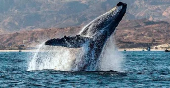 Playa Punta Ballenas, Piura