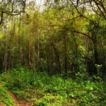 Parque Nacional Cerros de Amotape