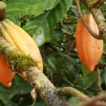 Plantación de Cacao y Agroforestería Amazónica