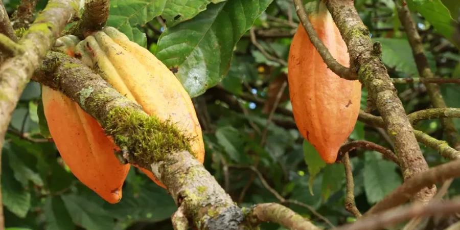 Plantación de Cacao y Agroforestería Amazónica