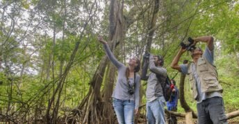 Bosque de las Shiringas en Loreto