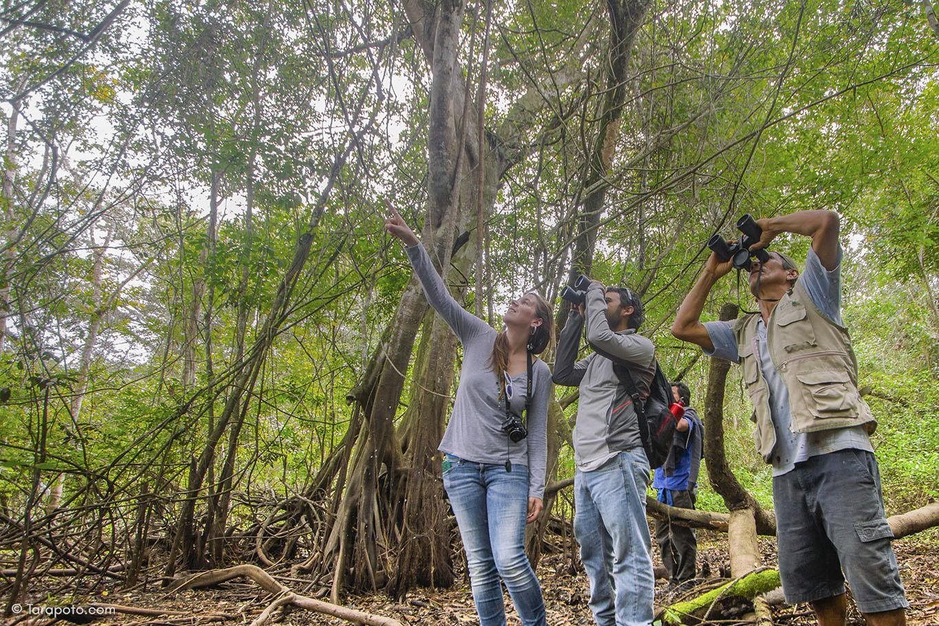Bosque de las Shiringas en Loreto